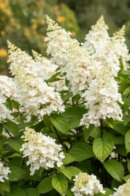 Hydrangea paniculata 'Kyushu' busk