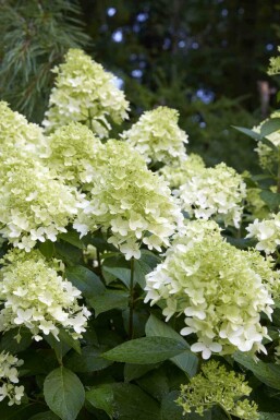 Syrenhortensia Hydrangea paniculata 'Little Spooky' busk Hydrangea paniculata 'Little Spooky' busk