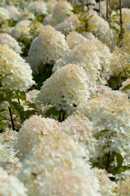 Hydrangea paniculata 'Phantom'