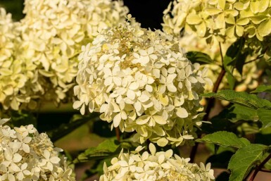 Hydrangea paniculata 'Phantom' busk 60-80 cm
