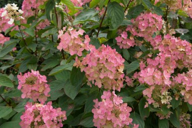 Syrenhortensia Hydrangea paniculata 'Pink Diamond' busk Hydrangea paniculata 'Pink Diamond' busk