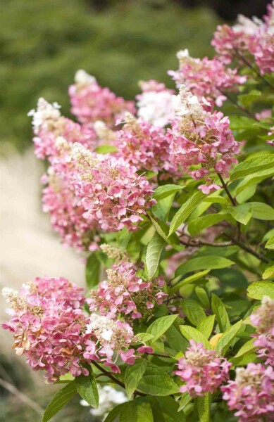 Hydrangea paniculata 'Pinky Winky' busk 40-50 cm