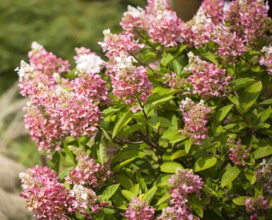 Hydrangea paniculata 'Pinky Winky'