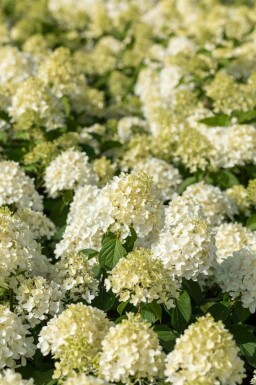 Syrenhortensia Hydrangea paniculata 'Skyfall' busk Hydrangea paniculata 'Skyfall'