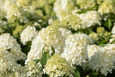 Hydrangea paniculata 'Skyfall'
