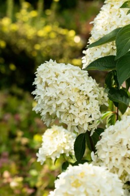 Hydrangea paniculata 'Skyfall' busk 40-50 cm