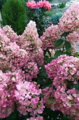 Syrenhortensia Hydrangea paniculata 'Sundae Fraise' busk Hydrangea paniculata 'Sundae Fraise' busk