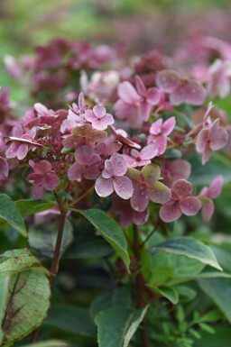 Syrenhortensia Hydrangea paniculata 'Switch Ophelia' busk Hydrangea paniculata 'Switch Ophelia' busk