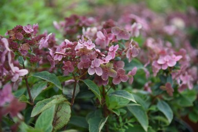 Syrenhortensia Hydrangea paniculata 'Switch Ophelia' busk Hydrangea paniculata 'Switch Ophelia' busk
