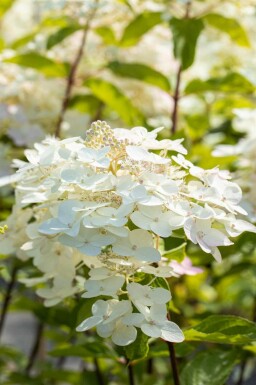 Syrenhortensia Hydrangea paniculata 'Unique' busk Hydrangea paniculata 'Unique' busk