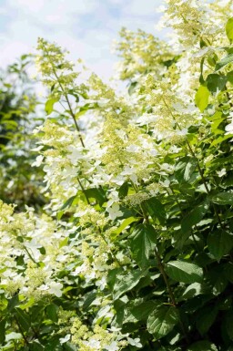 Hydrangea paniculata 'Vanille Fraise'