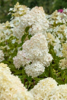 Hydrangea paniculata 'Vanille Fraise'