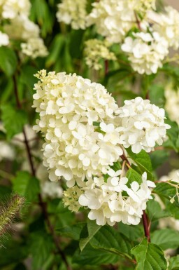 Hydrangea paniculata 'Vanille Fraise' busk 80-100 cm