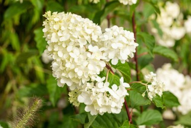 Hydrangea paniculata 'Vanille Fraise' busk 80-100 cm