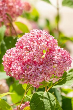 Hortensia Hydrangea 'Pink Annabelle' busk Hydrangea 'Pink Annabelle' busk