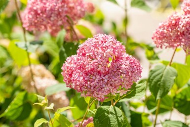 Hydrangea 'Pink Annabelle'