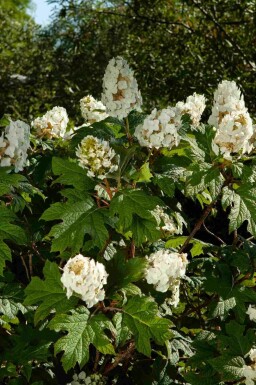 Egebladet hortensia Hydrangea quercifolia busk Hydrangea quercifolia busk