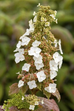 Egebladet hortensia Hydrangea quercifolia 'Burgundy' busk Hydrangea quercifolia 'Burgundy' busk