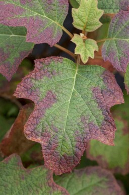 Egebladet hortensia Hydrangea quercifolia 'Burgundy' busk Hydrangea quercifolia 'Burgundy' busk