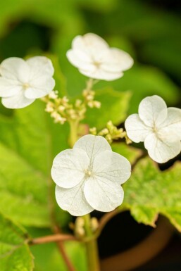 Egebladet hortensia Hydrangea quercifolia 'Ruby Slippers' busk Hydrangea quercifolia 'Ruby Slippers' busk