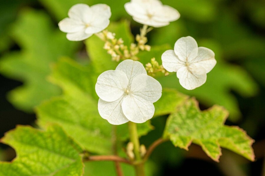 Egebladet hortensia Hydrangea quercifolia 'Ruby Slippers' busk 40-50 C3 Hydrangea quercifolia 'Ruby Slippers' busk 40-50 cm