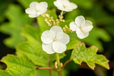 Egebladet hortensia Hydrangea quercifolia 'Ruby Slippers' busk Hydrangea quercifolia 'Ruby Slippers' busk
