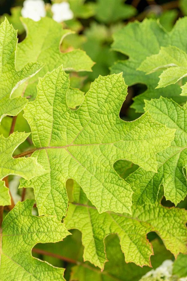 Egebladet hortensia Hydrangea quercifolia 'Ruby Slippers' busk 40-50 C3 Hydrangea quercifolia 'Ruby Slippers' busk 40-50 cm