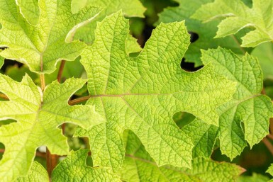 Egebladet hortensia Hydrangea quercifolia 'Ruby Slippers' busk 40-50 C3 Hydrangea quercifolia 'Ruby Slippers' busk 40-50 cm