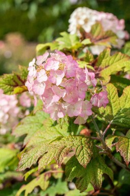 Egebladet hortensia Hydrangea quercifolia 'Snow Queen' busk Hydrangea quercifolia 'Snow Queen'