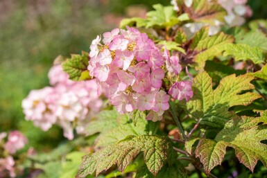 Egebladet hortensia Hydrangea quercifolia 'Snow Queen' busk Hydrangea quercifolia 'Snow Queen'