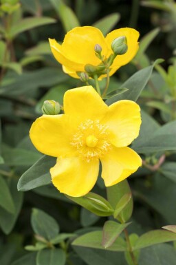 Prikbladet perikon Hypericum 'Hidcote' busk Hypericum 'Hidcote' busk
