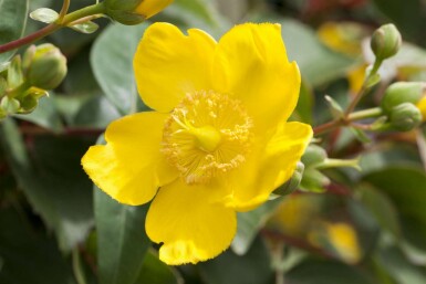 Prikbladet perikon Hypericum 'Hidcote' busk Hypericum 'Hidcote' busk