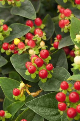 Perikon Hypericum 'Miracle Attraction' busk Hypericum 'Miracle Attraction' busk