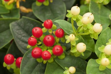 Perikon Hypericum 'Miracle Attraction' busk Hypericum 'Miracle Attraction' busk