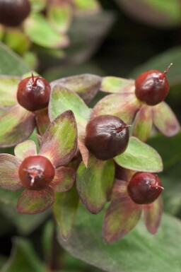 Perikon Hypericum 'Miracle Night' busk Hypericum 'Miracle Night' busk