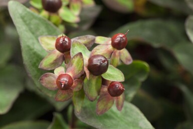 Perikon Hypericum 'Miracle Night' busk Hypericum 'Miracle Night' busk