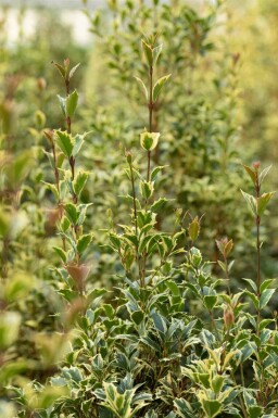 Kristtorn Ilex aquifolium 'Argentea Marginata' busk Ilex aquifolium 'Argentea Marginata' busk