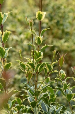 Kristtorn Ilex aquifolium 'Argentea Marginata' busk Ilex aquifolium 'Argentea Marginata' busk