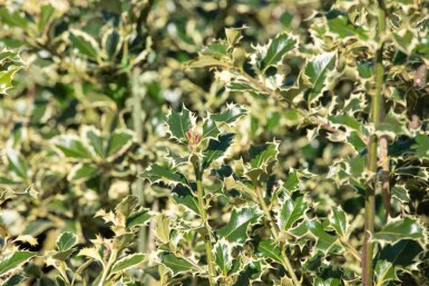 Ilex aquifolium 'Argentea Marginata'