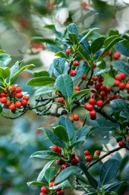 Kristtorn Ilex aquifolium 'J.C. Van Tol' busk Ilex aquifolium 'J.C. Van Tol' busk