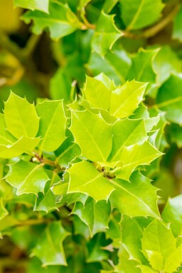 Kristtorn Ilex 'Nellie R Stevens' busk Ilex 'Nellie R Stevens' busk