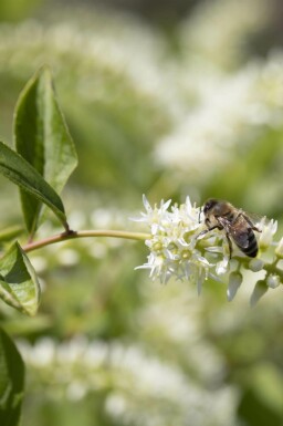Amerikansk itea Itea virginica 'Henry's Garnet' busk Itea virginica 'Henry's Garnet' busk