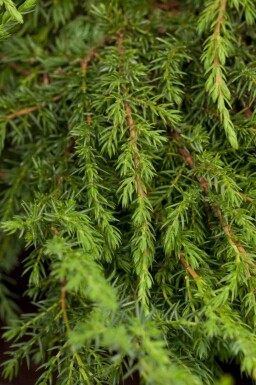 Enebærbusk Juniperus communis 'Green Carpet' busk Juniperus communis 'Green Carpet'