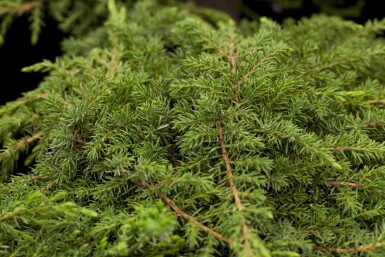 Enebærbusk Juniperus communis 'Green Carpet' busk Juniperus communis 'Green Carpet'