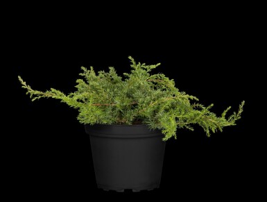 Enebærbusk Juniperus communis 'Green Carpet' busk Juniperus communis 'Green Carpet' busk