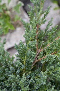 Krybende ene Juniperus procumbens 'Nana' busk Juniperus procumbens 'Nana'