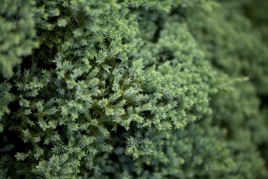 Krybende ene Juniperus procumbens 'Nana' busk Juniperus procumbens 'Nana'