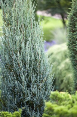 Blå ene Juniperus scopulorum 'Blue Arrow' busk Juniperus scopulorum 'Blue Arrow'