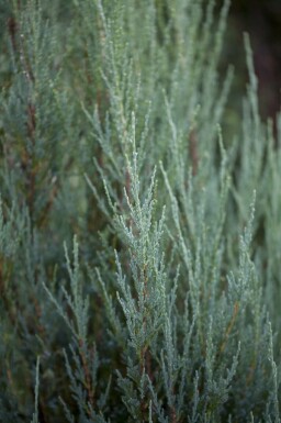 Blå ene Juniperus scopulorum 'Blue Arrow' busk Juniperus scopulorum 'Blue Arrow'