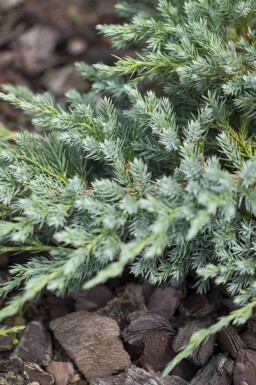 Blå ene Juniperus squamata 'Blue Carpet' busk Juniperus squamata 'Blue Carpet'